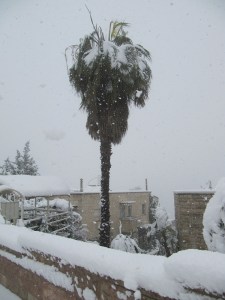 SnowPalmTree
