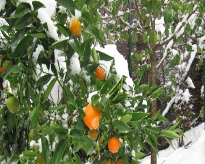 Oranges in snow