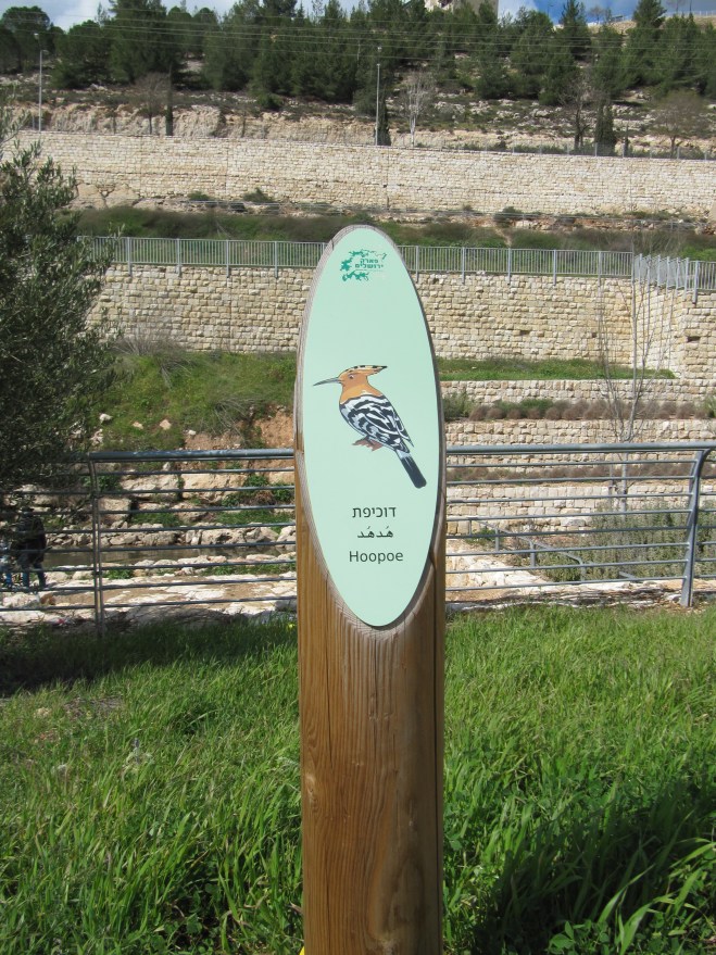 Jerusalem Park: my favourite bird