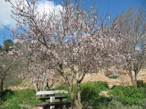 Jerusalem Park Blossom2-30%