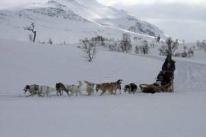 Dog sledding, Tromso, Norway