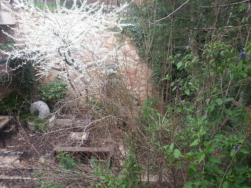 BlossomingPlumTree1Resized