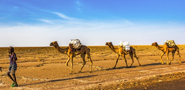 Camels carrying salt