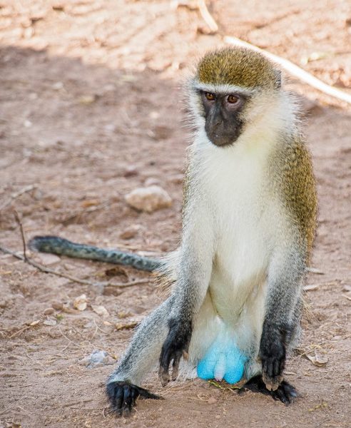 Vervet monkey